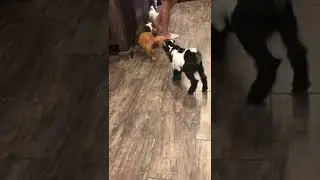 My baby goat attacked my dog stela