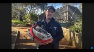 A behind-the-scenes tour of Bonorong Wildlife Sanctuary and Hospital
