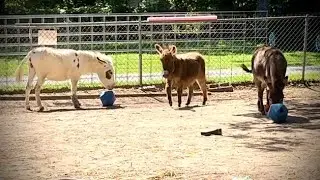 Weekend fun and new arrangements in the donkey pen