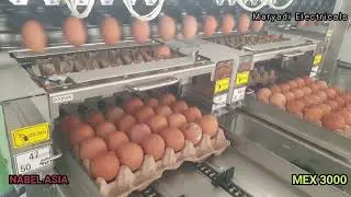 MEX3000 EGG GRADING BY NABEL