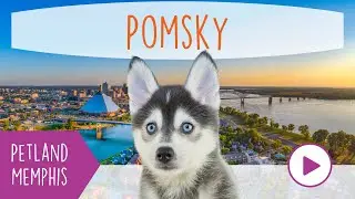 Pomsky Fun Facts