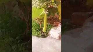#Green 🍆 Vegetable# 🍆 Plant #🍆🌱🍆# Short video #