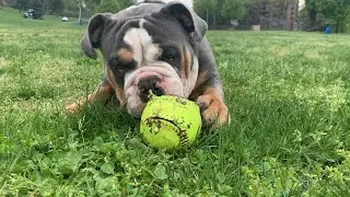 One less toy #viral #bestdogs #ball #toysfordogs #englishbulldog #pets #park #outside #yonkers
