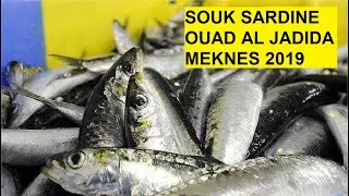 Sardine Maroc Mekn&egrave;s sbaa Ayoune souk