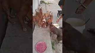 Adopt Animals 🙏 Not Buy !! Save Animal Save Nature #dog #pets #animals #cute