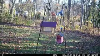 Backyard Trail Cam Moodus Ct Fall 2024.