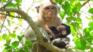 Amazing Mother Monkey Holding Her Two Offspring
