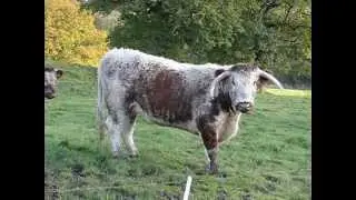 Beware Of The Bull (Irish Moiled)
