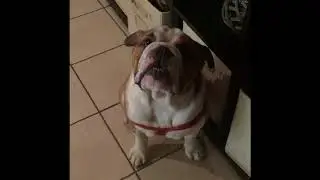 Cute english bulldog
