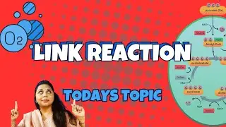 Link Reaction | Pyruvate to Acetyl CoA | Easy Explanation for IGCSE, A-Level & IB Biology
