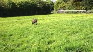 Monty - Stunning 2 year old Boxer Cross Looking for a Home - HCBW