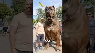 This dog breed will become extinct after a few years 😭 ~#shorts
