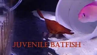 Juvenile Orbicular Batfish Harse Designs 4K