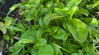 Spinach curry - Palak Paneer