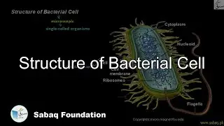 Structure of Bacterial Cell, Biology Lecture | Sabaq.pk
