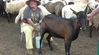 La risa de ordeñar a Luciana