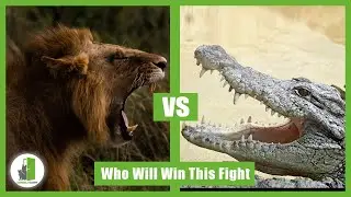 Crocodile vs African Lion Who Will Win This Fight?