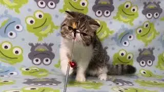 Exotic Shorthair Brown Tabby and White Male Kitten of Majestymeow Cattery!