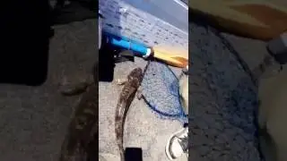 Corio flathead