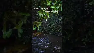#kanadda #mungarumalea #newstatus#vairal#4kvideo