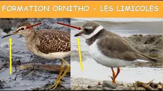 Formation Ornitho Limicoles - leçon 1 (2020)