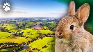 Сезон любви: Муфты в Бокаже 🌾🐔 - Документальный фильм о животных - AMP
