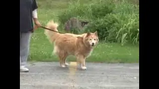Dogs and puppies waiting at Save-A-Pet