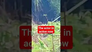 Clearing bushes with high risk 5