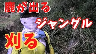 ヤブ草刈り｜ジズライザーハイ50で刈った後に鹿の出るジャングル刈る！
