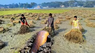 Village Kids Boys Searching & Catching Big Catfish 🖤 Best Kids Hand Fishing Method