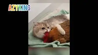 Interspecies friendship#animals