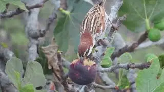 Passer hispaniolensis - &Scaron;panjolski vrabac - Passera sarda - Spanish sparrow