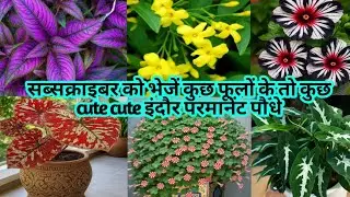 online plant business for sale.how to start an online plant/ indoor plant/bulbs business.homenursary