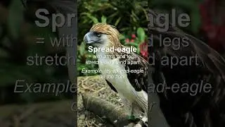 Word of the Day: Spread-eagle #Shorts