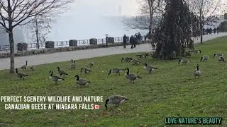 Beautiful Nature And Wildlife | Perfect Scenery Paradise On Earth | Canadian Geese At Niagara Falls