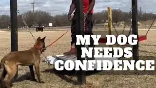 Confidence Building with Malinois Puppy