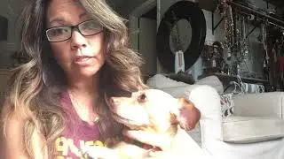 What Is A Chiweenie?