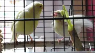 comment une m&egrave;re nourris son oision (canari)