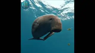 GoPro HERO 10 Underwater: I met a Dugong | 4k 60fps | #Shorts 10
