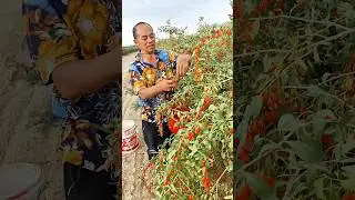 Harvesting Goji berries: nutrient-rich tonic fruit for liver health, eye care, and dietary wellness