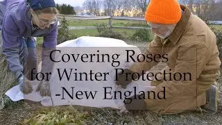 Winter Protection for Roses in New England