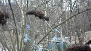 SDC11094.AVI