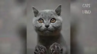 OMG So Cute Cats Best Funny Cat Videos 2020 #47