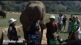 Volunteer - elephant nature park