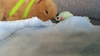 Capybara vs mouse
