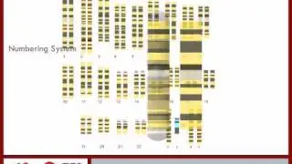 Cytogenetic Location of the Alpha Globin Gene pt 2 / 6