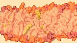 The dynamic nature of biomembranes