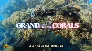 Corals are living animals, not rocks.