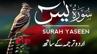 Surah Yaseen (سورة يس) | Morning Quran Recitation | Heart Soothing Tilawat | Healing & Peace Ep 011