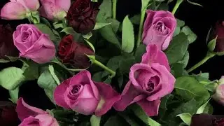 Close Up Shot Of Pink And Purple Roses Rotating Stock Video